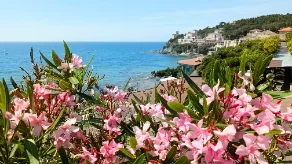 Oleandri e vista mare